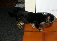 Mowgli, 10 September 2004
